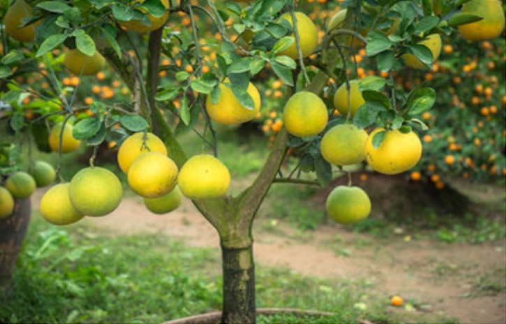 Pomelo fruit