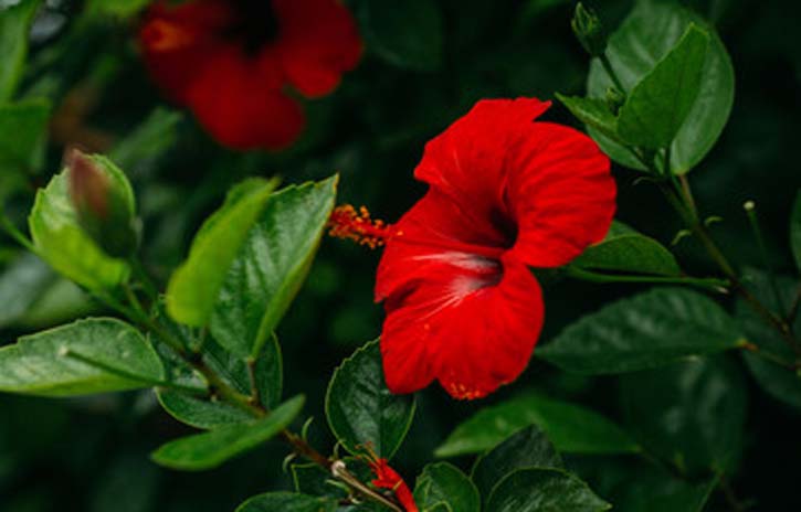 hibiscus beauty benefits