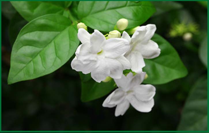 jasmine beauty benefits