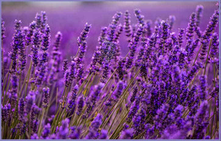 lavender beauty benefits