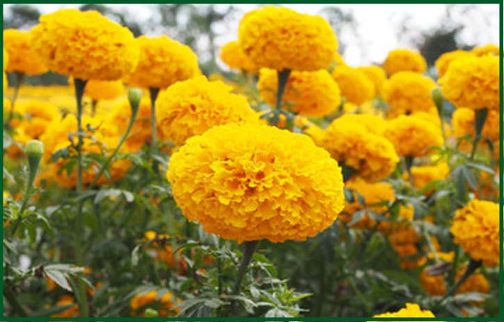 marigold beauty benefits