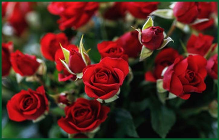 rose beauty benefits