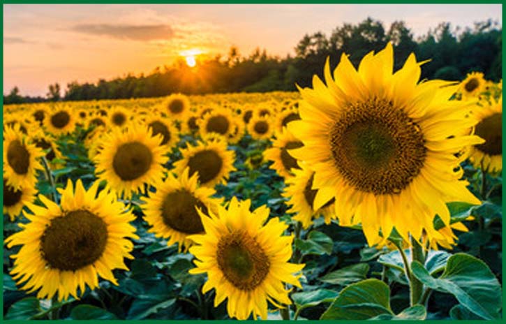 sunflower beauty benefits